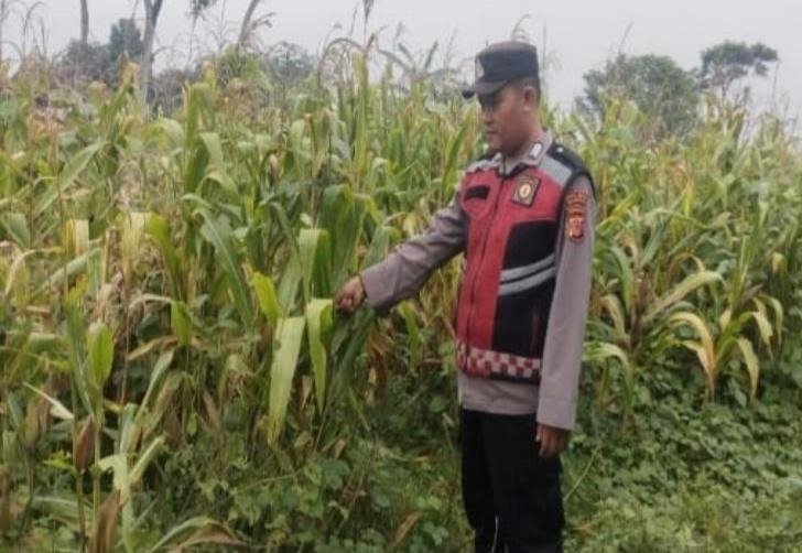Upaya Polisi Polsek Banyusari Bersama Petani Monitoring Pertumbuhan Tanaman Jagung