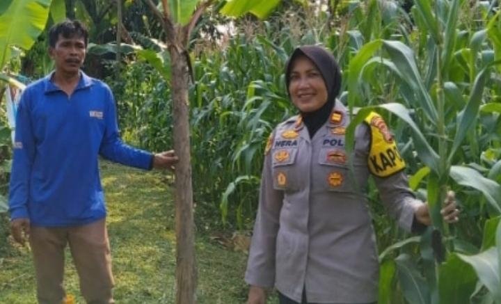 Dukungan Swasembada Pangan Nasional, Kapolsek Telukjambe Barat Cek Tanaman Jagung