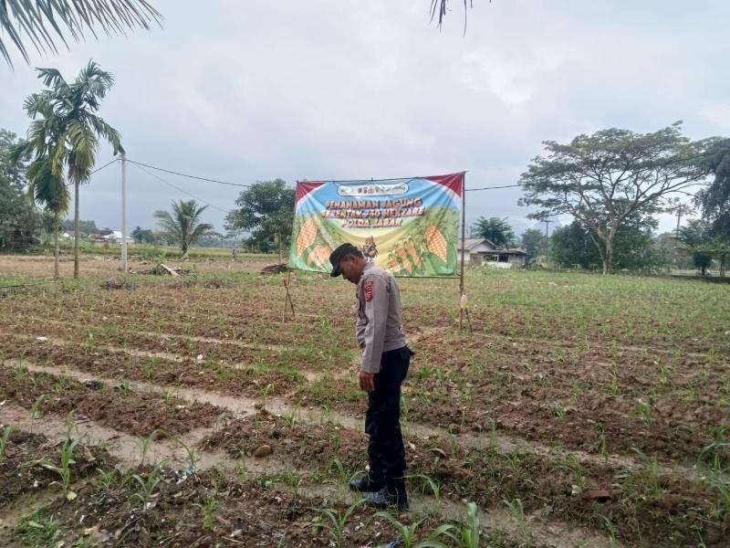 Dalam Rangka Program Ketahanan Pangan, Satlantas Polres Karawang Cek Pertumbuhan Budidaya Jagung