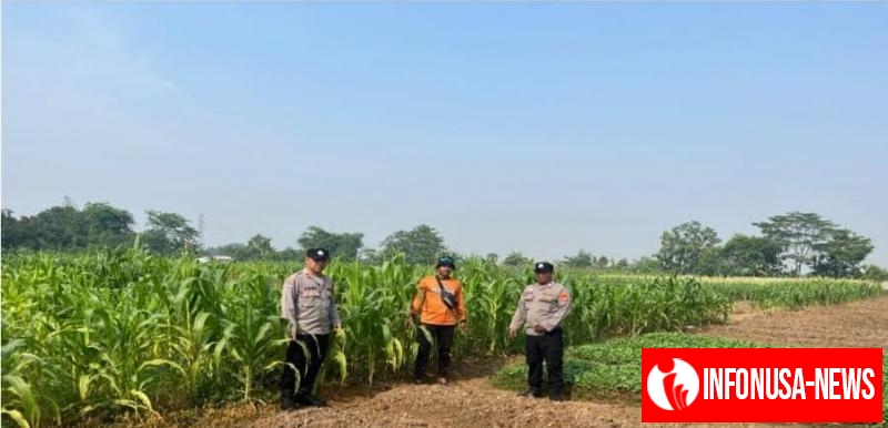 Pastikan Tanaman Jagung Hybrida Tumbuh Baik Personil Polsek Purwasari Pantau Langsung Lahan Jagung