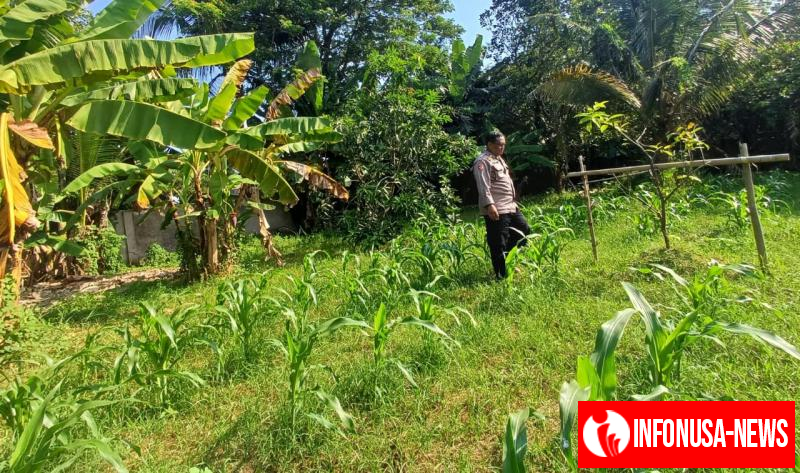 Upaya Anggota Polsek Batujaya Melaksanakan Monitoring Pasca Penanaman Jagung di Desa Kutaampel