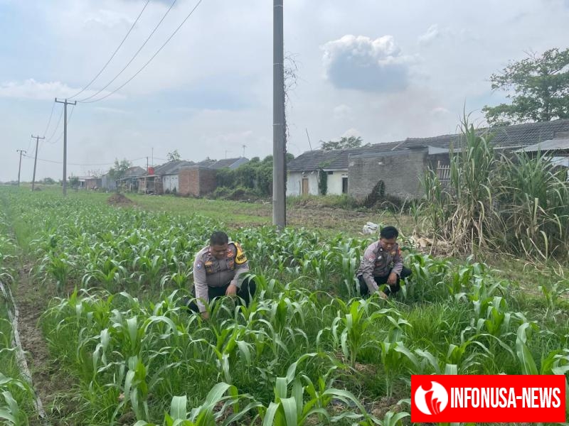 Polsek Kotabaru Sambangi Petani Jagung dan Monitoring Pertumbuhan Jagung