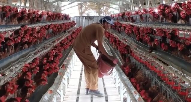Dari Balai Desa ke Kandang Ayam, Carnita Buktikan Ternak Ayam Petelur Bisa Hasilkan Omzet Jutaan