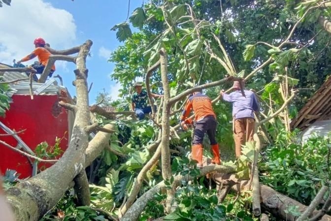 Cuaca Ekstrem Mengintai, Warga Kuningan Diminta Waspada Ancaman Pohon Tumbang