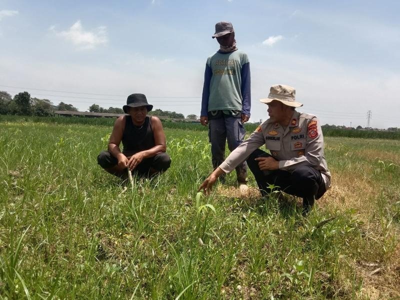 Kapolsek Kotabaru Bersama Anggota Cek Pertumbuhan Tanaman Jagung Hibrida Wujud Dukung Ketahanan Pangan