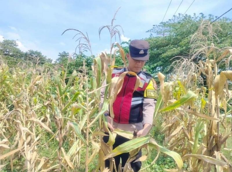 Anggota Personel Polsek Banyusari Melakukan Monitoring Pemeriksaan Kondisi Tanaman Jagung di Lahan Mapolsek Banyusari
