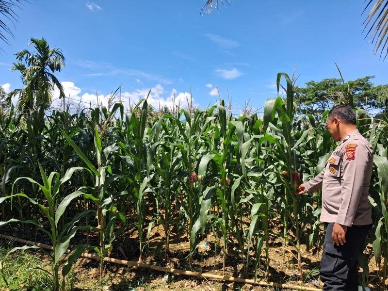 Polsek Pangkalan Dukung Program Asta Cita melalui Monitoring Langsung Pertumbuhan Lahan Jagung