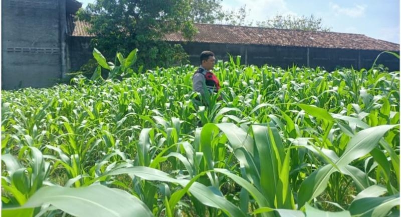 Personel Polsek Lemahabang Tinjau Tanaman Jagung Program Ketahanan Pangan Nasional