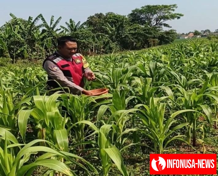 Sinergitas Polri Bersama Warga Desa Gempol Kembali Melaksanakan Penanaman Pohon Jagung