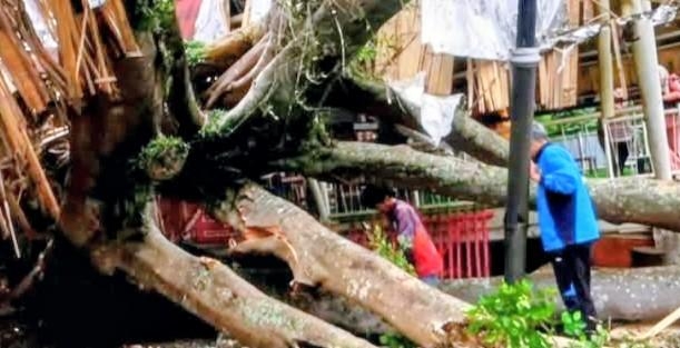 Beringin Tua Tumbang di Situ Ciburuy, Warga Bersyukur Tak Ada Korban Jiwa