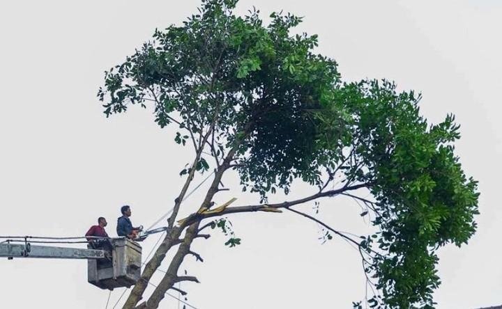 Menjaga Hijau Kota, Bandung Perketat Izin Tebang Pohon
