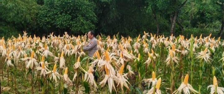 Pastikan Tumbuh Dalam Keadaan Bagus, Personil Polsek Jatisari Cek Pertumbuhan Tanaman Jagung