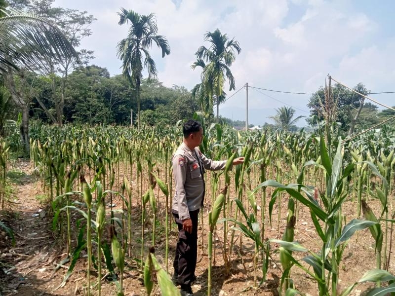 Upaya Polisi Monitoring Budidaya Jagung, Polsek Telukjambe Dukung Program Ketahanan Pangan Daerah