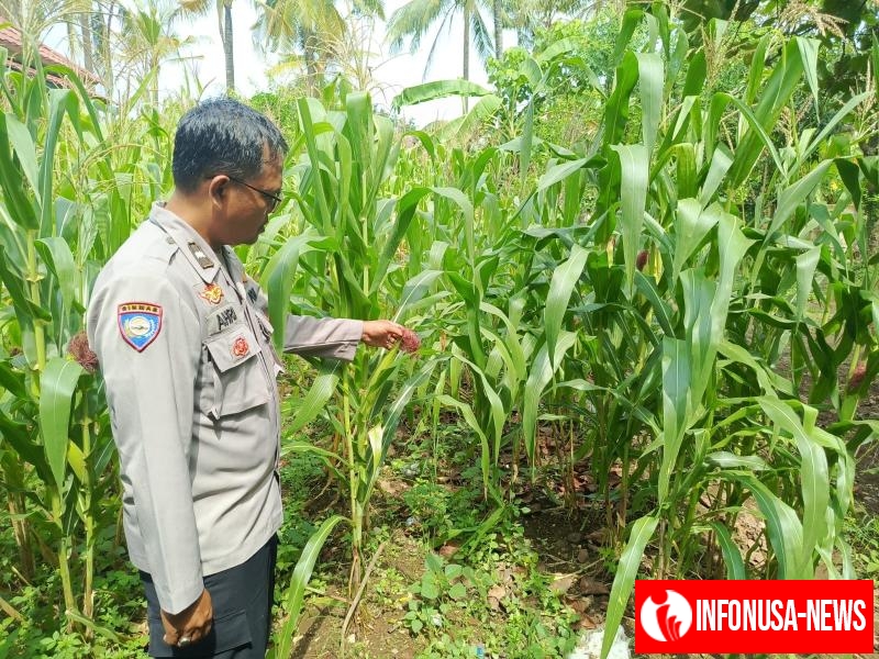 Kembali Pastikan Tanaman Jagung Hybrida Tumbuh Baik, Personil Polsek Tempuran Rawat Langsung Lahan Jagung.