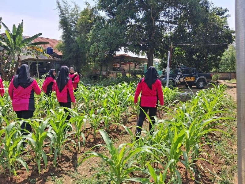 Personil Polsek Telagasari Bersama Bhayangkari Laksanakan Penanaman dan Perawatan Tanaman Jagung, Dukung Swasembada Pangan Nasional