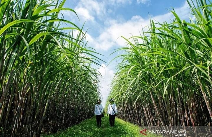 Indramayu Siap Jadi Sentra Tebu Jabar, Dukung Swasembada Gula 2027