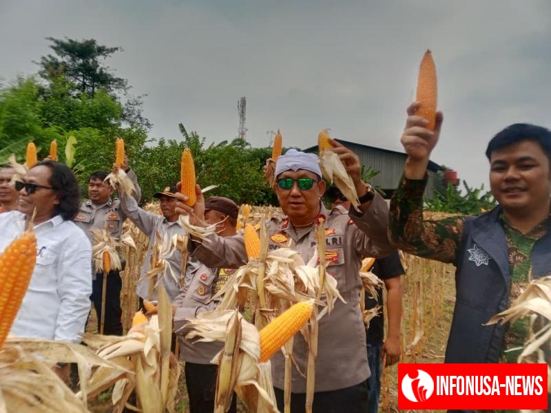 Panen Dua Ton Lebih Jagung Hibrida, Polsek Klari Buktikan Komitmen Swasembada Pangan 2025