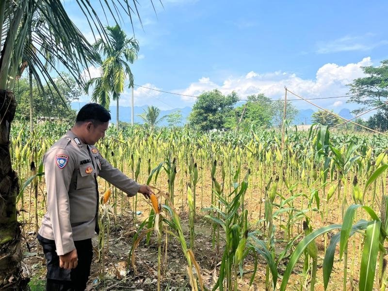 Satlantas Polres Karawang Monitoring Lahan Jagung Guna Sukseskan Program Ketahanan Pangan Daerah