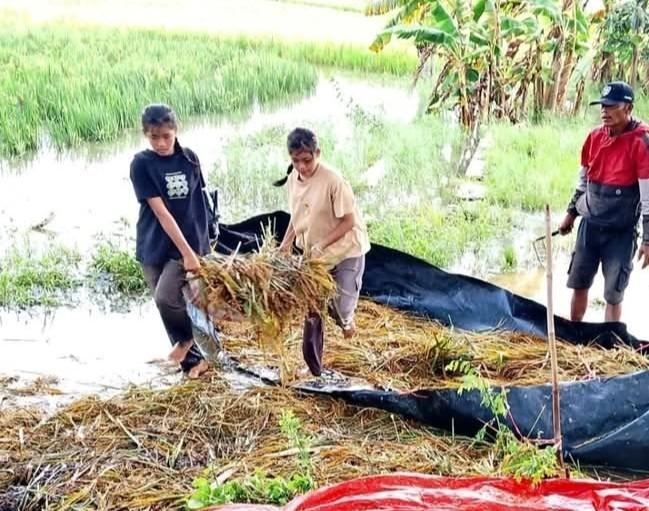 Panen yang Tenggelam, Harapan Petani Telar Jaya Ikut Terendam