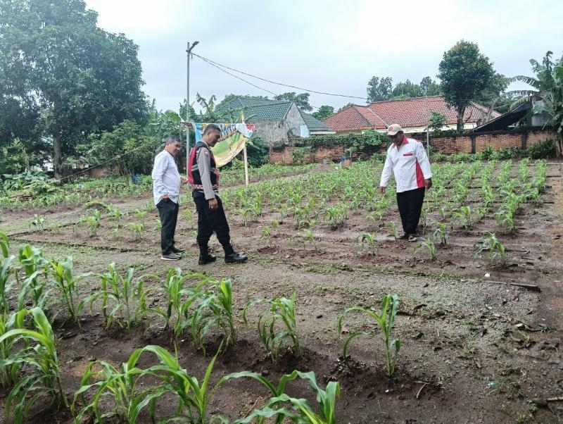 Bhabinkamtibmas Polsek Telagasari Lakukan Perawatan Tanaman Jagung Dalam Rangka Dukung Ketahanan Pangan Nasional