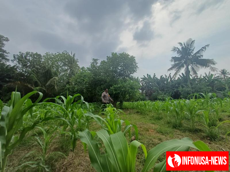 Upaya Anggota Polsek Batujaya melaksanakan Monitoring Pasca Penanaman Jagung