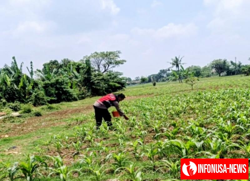 Aipda Abdul Rahman, Sinergitas Polri Bersama Warga Desa Gempol Melaksanakan Penanaman Pohon Jagung