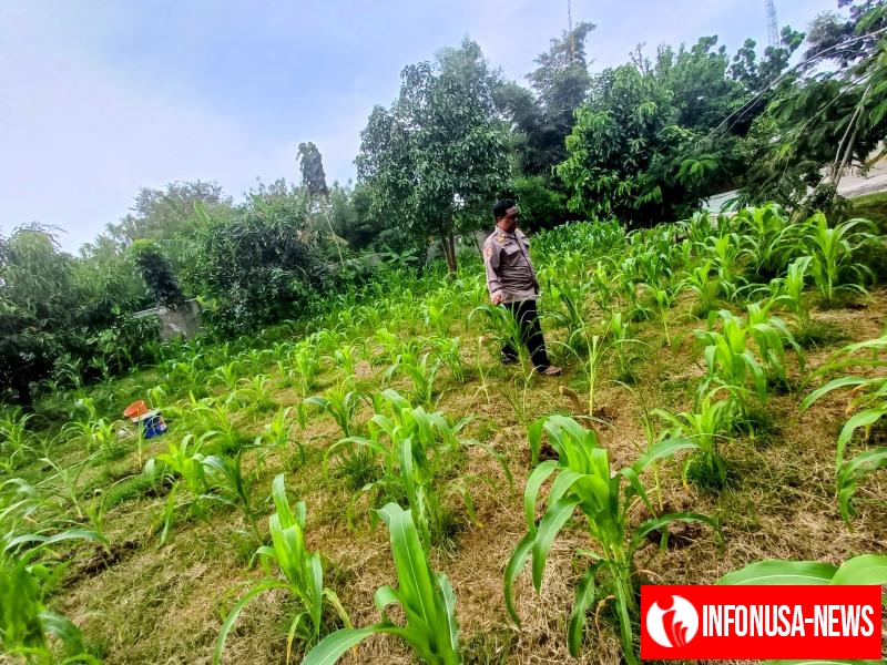 Anggota Polsek Batujaya melaksanakan Monitoring Pasca Penanaman Jagung di Wilayah Kecamatan Batujaya