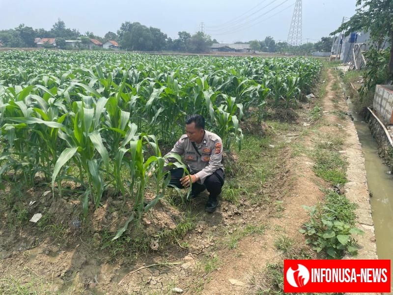 Kanit Binmas Polsek Kotabaru Pantau Pertumbuhan Tanaman Jagung Hibrida di Lahan Warga