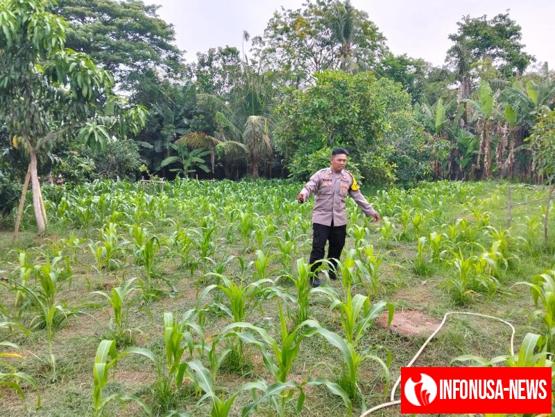 Anggota Polsek Batujaya Penyiraman Air untuk Tanaman Jagung di Lahan NON LBS dalam rangka Program Ketahanan Pangan