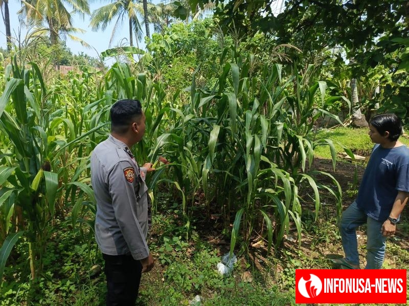 Upaya Gencar Pastikan Tanaman Jagung Hybrida Tumbuh Baik, Personil Polsek Tempuran Rawat Langsung Lahan Jagung.