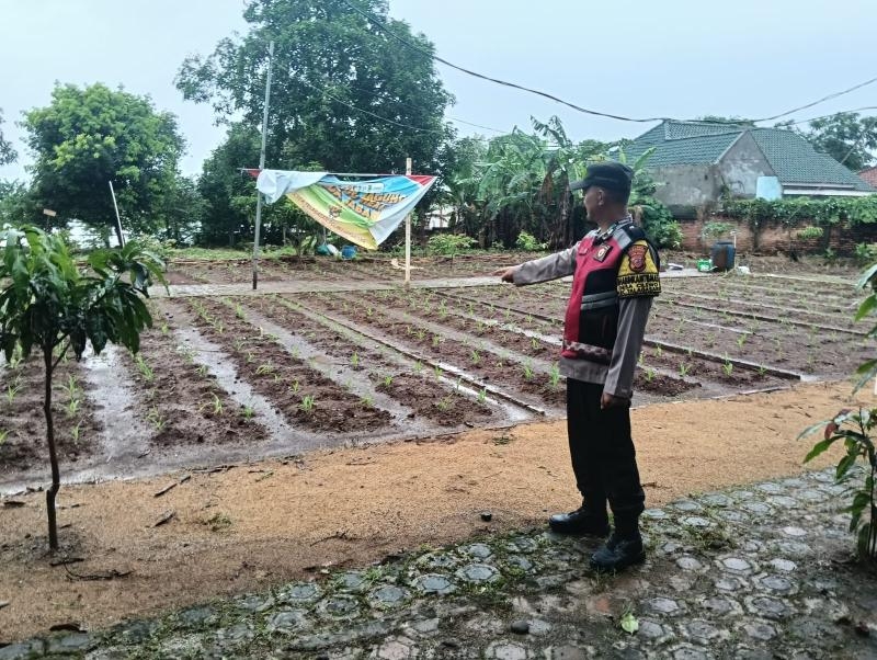 Dukung Ketahanan Pangan, Bhabinkamtibmas Polsek Telagasari Lakukan Perawatan Tanaman Jagung