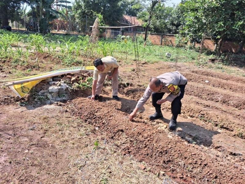 Polres Karawang Melalui Jajarannya Ikut Serta dalam Penanaman Jagung, Dukung Program Ketahanan Pangan Nasional