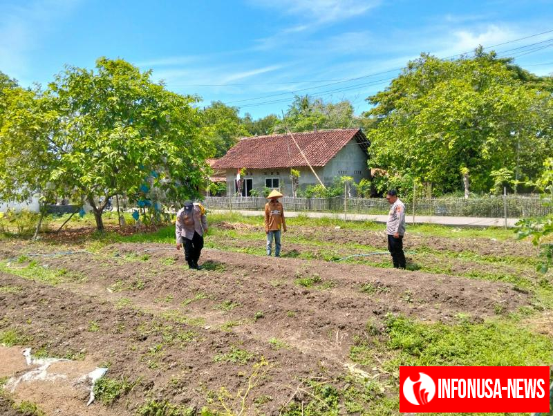 Upaya Anggota Polisi Polsek Batujaya melaksanakan Monitoring Pasca Penanaman Jagung