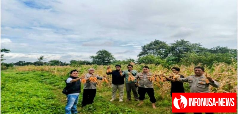 Kapolsek Polsek Banyusari Bersama Anggota Melaksanakan Kegiatan Panen Raya Tanaman Jagung