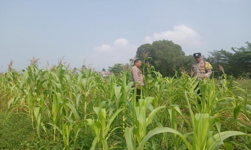 Sukseskan Program Ketahanan Pangan, Polsek Telukjambe Rutin Lakukan Pengecekan Pertumbuhan Tanaman Jagung
