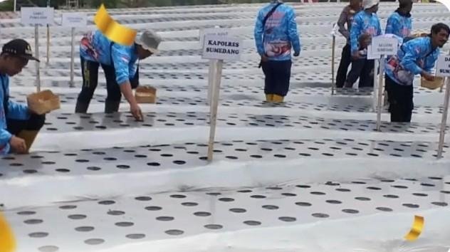 Dari Lahan Percontohan, Sumedang Mulai Menjajal Bawang Putih