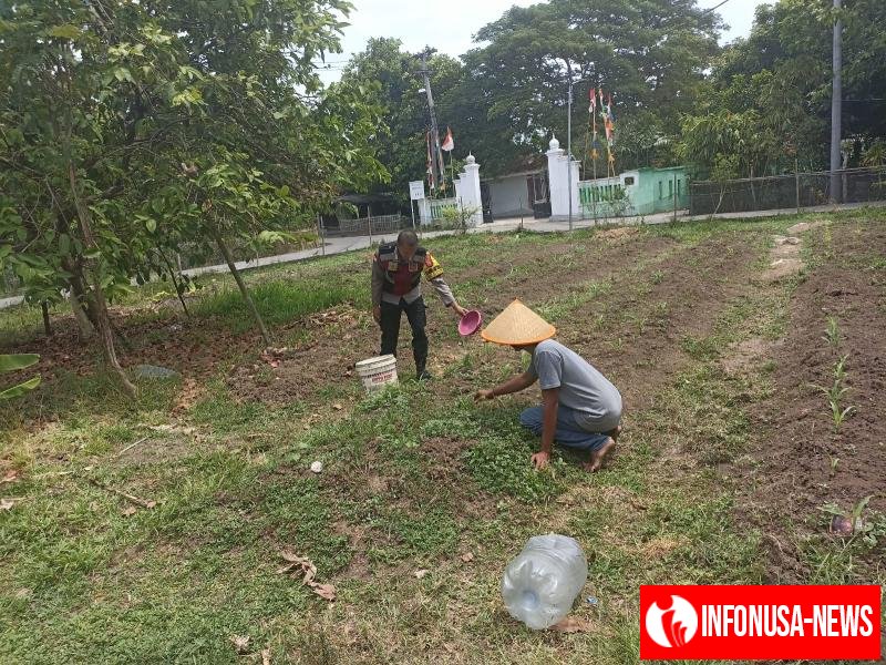 Anggota Polsek Batujaya melaksanakan Monitoring Pasca Penanaman Jagung di Desa Kutaampel