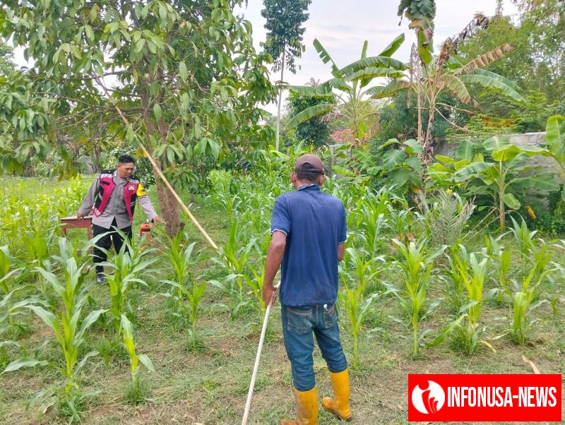 Anggota Polsek Batujaya Penyiraman Air untuk Tanaman Jagung di Lahan NON LBS dalam rangka Program Ketahanan Pangan