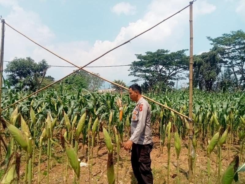 Satlantas Polres Karawang Cek Lahan Jagung Guna Sukseskan Program Swasembada Pangan