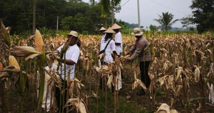 Sinergi Satreskrim Polres Karawang dan masyarakat, Dukung Program Pemerintah Ketahanan Pangan