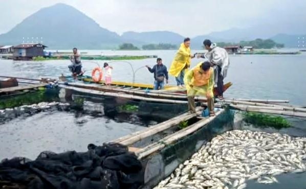 Cuaca Ekstrem Telan Harapan Petani, Ribuan Ikan KJA Jatiluhur Mati Mendadak