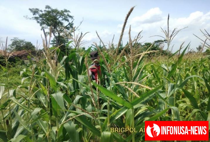 Upaya Terus Perkuat Sinergitas Polri Melaksanakan Penyiraman Pohon Jagung Desa Gempol