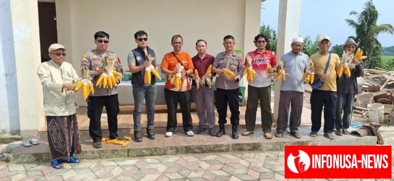 Panen Jagung Hibrida di Desa Cimahi, Polsek Klari Kembali Buktikan Komitmen Swasembada Pangan 2025