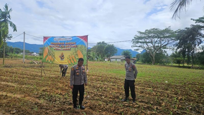 Kapolsek Pangkalan Bersama Personil Monitoring Pertumbuhan Jagung di Desa Jatilaksana