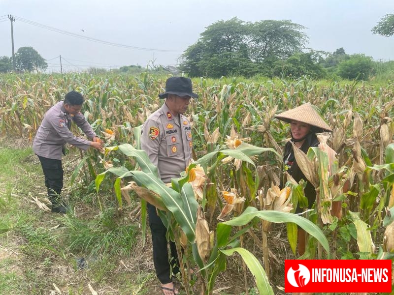 Persiapan Panen Raya Kapolsek Kotabaru Kontrol Rutin Lahan Jagung Hibrida