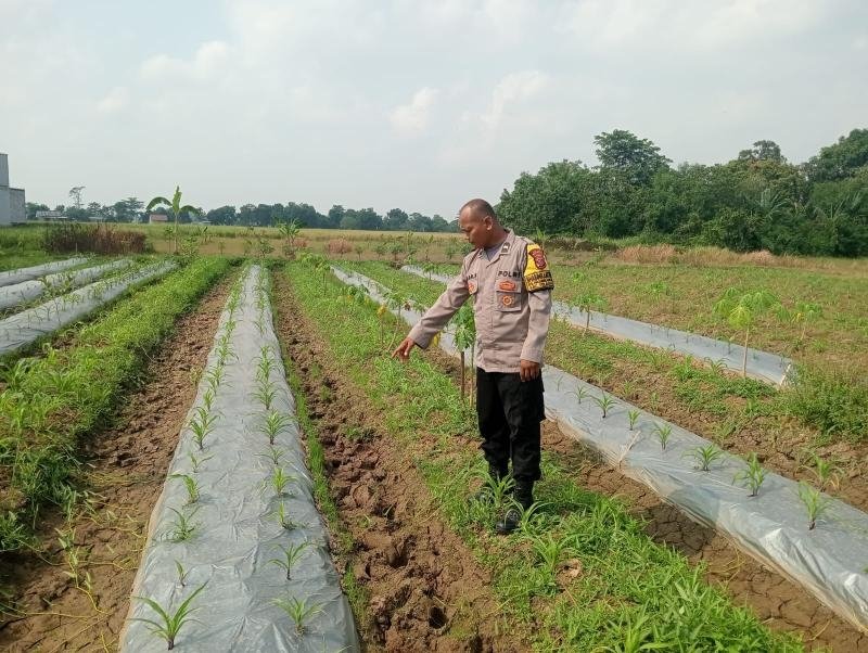 Personil Polsek Telagasari Lakukan Perawatan Tanaman Jagung Dukung Swasembada Pangan Nasional