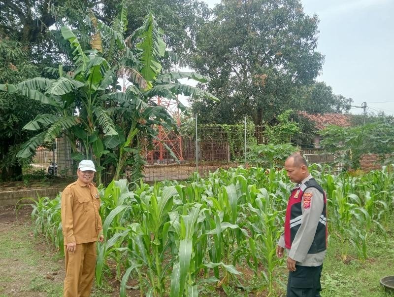 Bhabinkamtibmas Polsek Telagasari Ikut Serta dalam Perawatan Tanaman Jagung, Dukung Program Ketahanan Pangan Nasional
