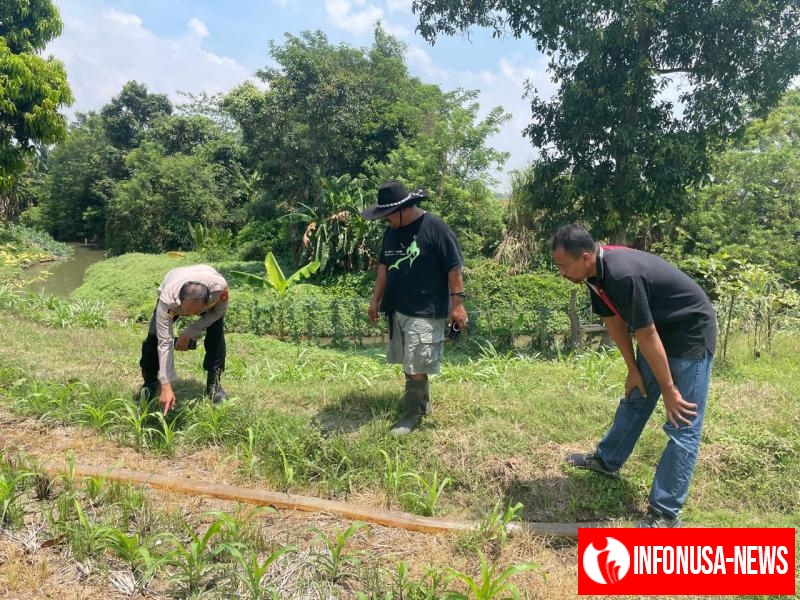 Kapolsek Kotabaru Pimpin Pelaksanaan Monitoring Pertumbuhan Jagung Hybrida