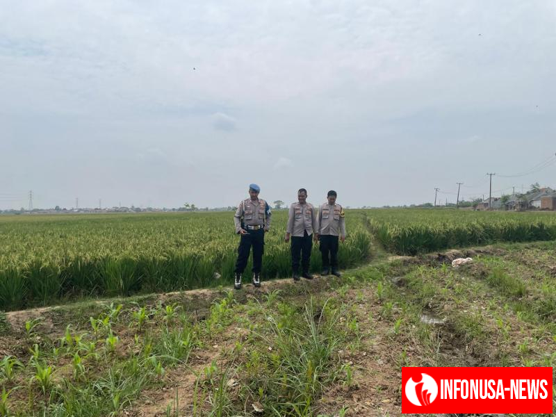 Kapolsek Kotabaru Tinjau Pertumbuhan Tanaman Jagung Bersama Poktan Desa Pangulah Selatan