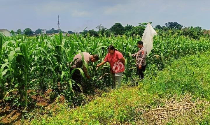 Bentuk Dukungan Polsek Klari Terhadap Program Swasembada Pangan Nasional, Personil Cek Pertumbuhan Tanaman Jagung